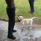perro sidrero